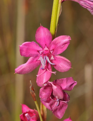 Iridaceae sp. Close-up.