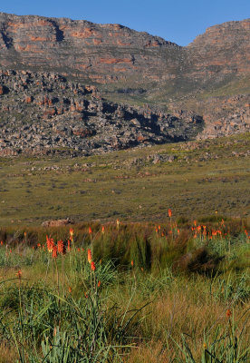 Kniphofia uvaria