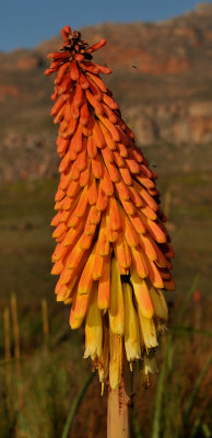 Kniphofia uvaria. Close-up.