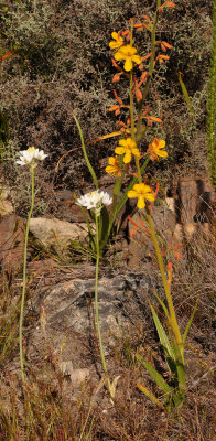 Ornithogalum sp. and Wachendorfia paniculata 