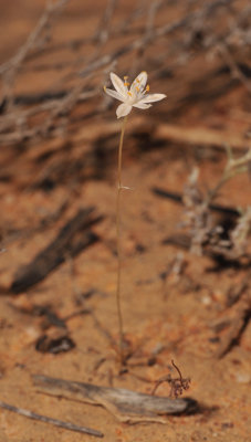 Ornithogalum sp.