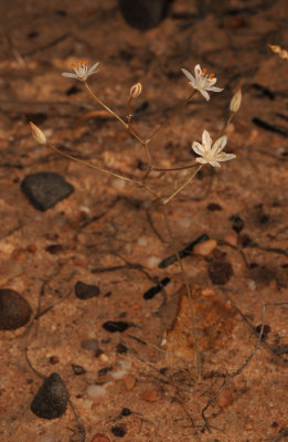 Ornithogalum sp.