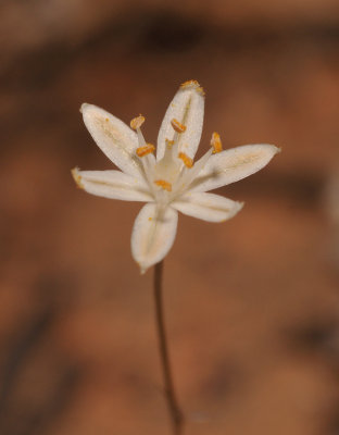 Ornithogalum sp. Close-up.