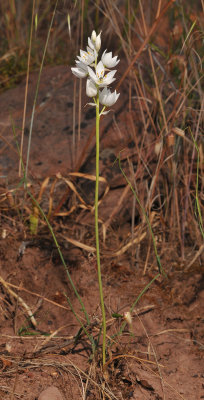 Ornithogalum sp. 