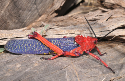 Phymateus morbillosus. Male.