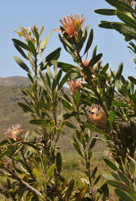 Protea neriifolia