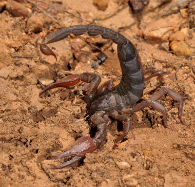Scorpion angry