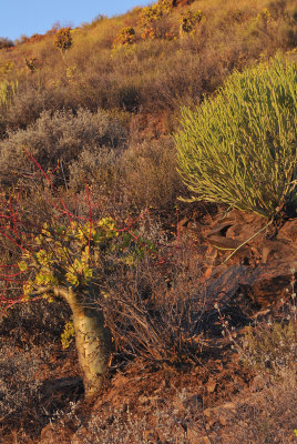 Succulent vegetation.