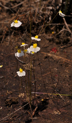 Utricularia bisquamata