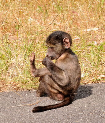 Baboon baby.