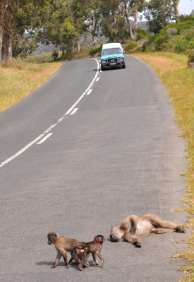 Baboons sunbathing on the road.