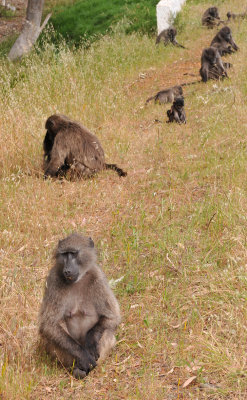 Baboons