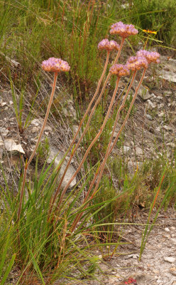 Dilatris pillansii