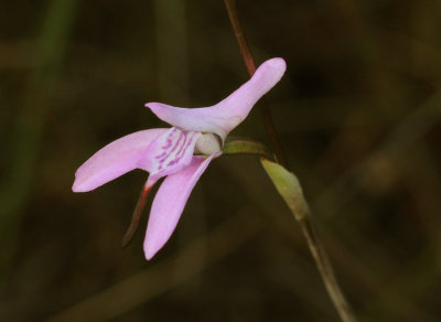 Disa bifida. Close-up.