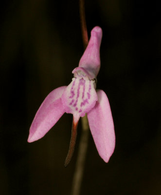 Disa bifida. Close-up.