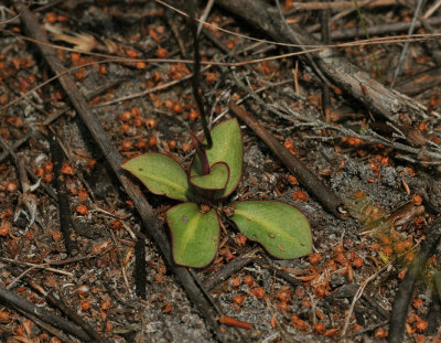 Disa bifida. Foliage.