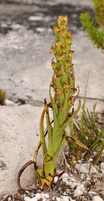 Disa bracteata