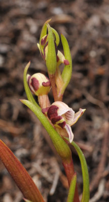 Disa ocellata. Closer.