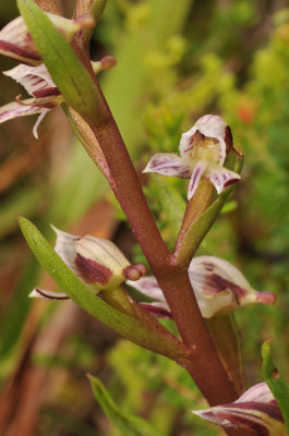 Disa ocellata. Closer.