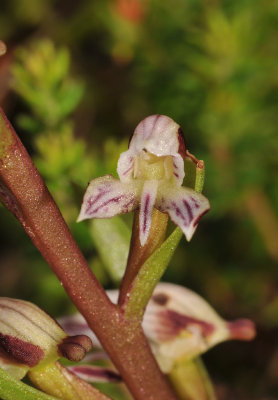 Disa ocellata. Close-up.