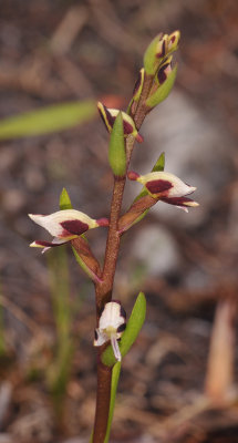 Disa ocellata. Closer.