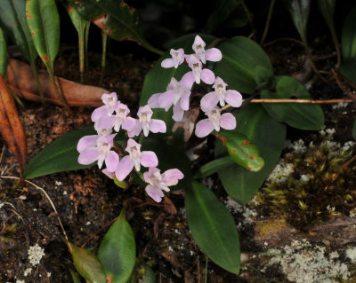 Disa rosea