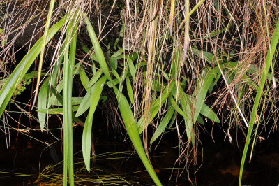 Disa uniflora