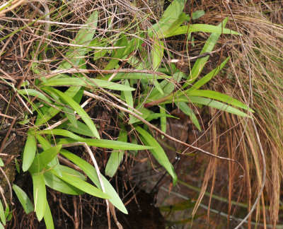 Disa uniflora