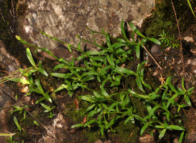 Disa caulescens