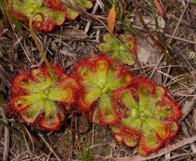 Drosera curviscapa