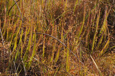 Drosera regia. In habitat.