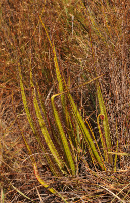 Drosera regia