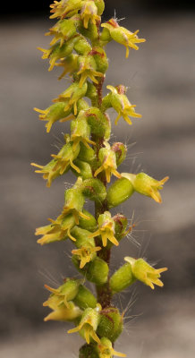 Holothrix villosa. Close-up.