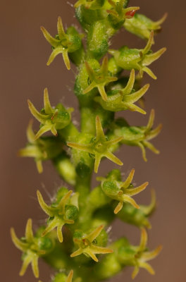 Holothrix villosa. Close-up.