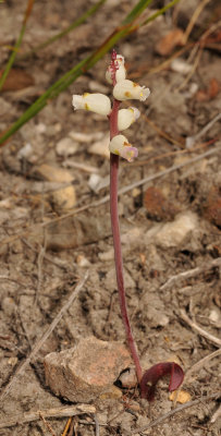 Lachenalia peersii