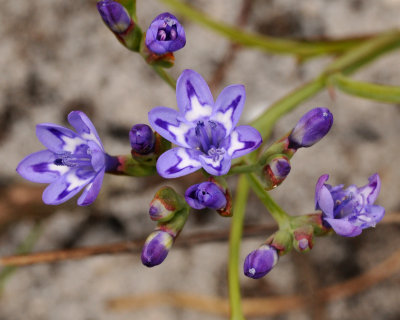 Other plants of the Western Cape