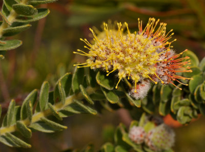 Leucospermum calligerum