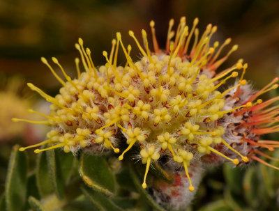 Leucospermum calligerum. Close-up.