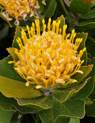 Leucospermum conocarpodendron subsp. viridum. Close-up.