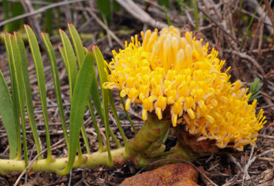 Leucospermum hypophyllocarpodendron subsp. canaliculatum. Closer.