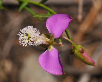 Polygala bracteolata