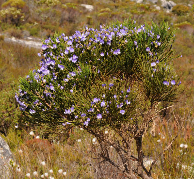 Psoralea aculeata.jpg