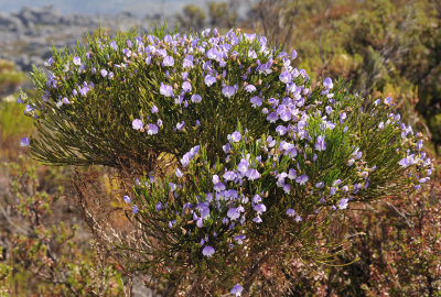 Psoralea aculeata. closer.jpg