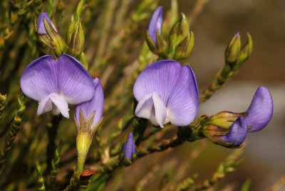 Psoralea aculeata. Close-up.jpg