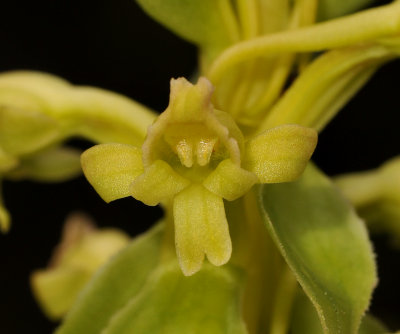 Satyrium humile. Close-up.