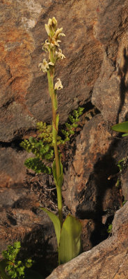 Satyrium stenopetalum subsp. brevicalcaratum