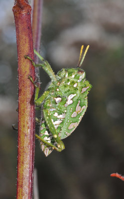 Silver spotted grasshopper.