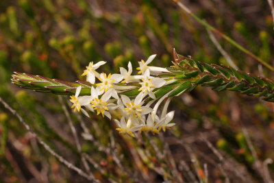 Struthiola ciliata.jpg