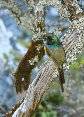 Orange-breasted Sunbird