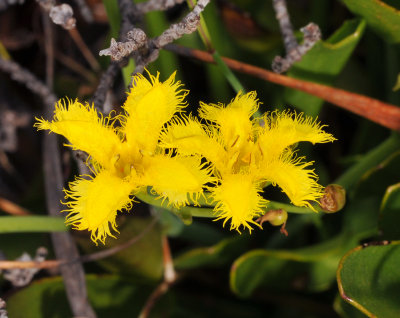 Villarsia capensis.jpg